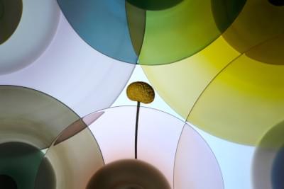 Transparences éphémères - Cotule - 1.jpg